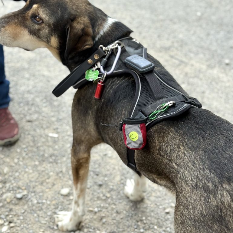 Mini Chalkbag: Hund trägt seinen Kackbeutel selbst